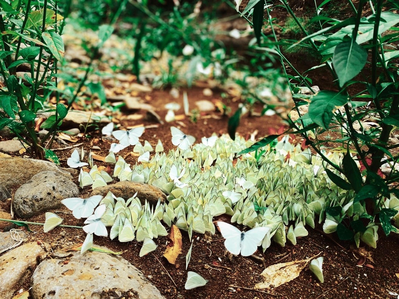 Gợi ý 3 khu rừng nhiệt đới gần TP. Hồ Chí Minh cho kỳ nghỉ lễ 30/4 và 1/5