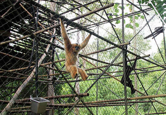 Gợi ý 3 khu rừng nhiệt đới gần TP. Hồ Chí Minh cho kỳ nghỉ lễ 30/4 và 1/5