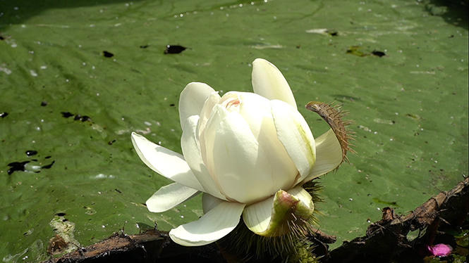 Kỳ lạ ngôi nhà giống du thuyền ở miền Tây trị giá 5 tỷ đồng