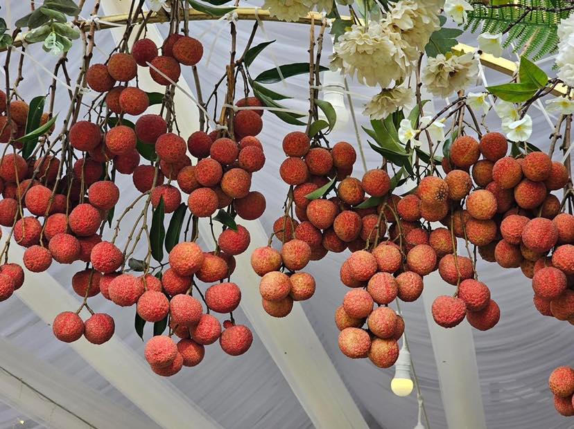 Đám cưới độc đáo của cô dâu xứ vải thiều Lục Ngạn