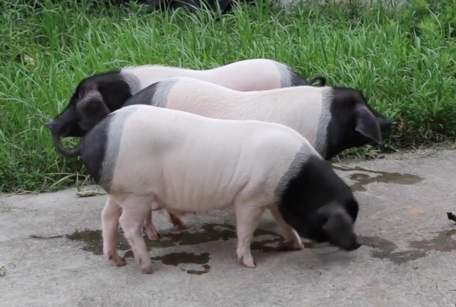  Độc lạ, phòng khách sạn ‘view chuồng lợn’ có giá gần 29 triệu đồng/đêm