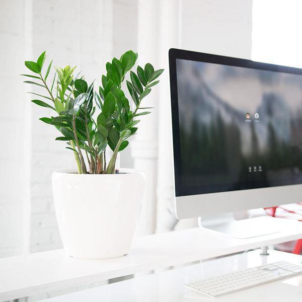 Gợi ý 4 vật phẩm phong thủy thu hút tài lộc khi để trên bàn làm việc 