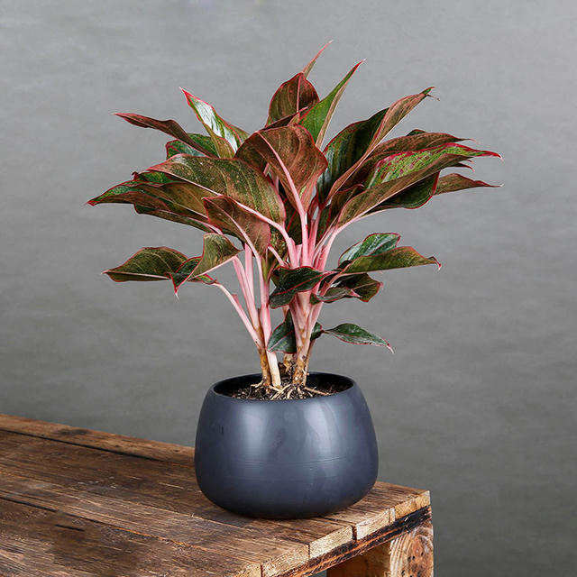 Gợi ý 5 cây phong thủy hợp với gia chủ mệnh Hỏa