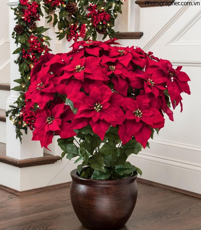 Gợi ý 5 cây phong thủy hợp với gia chủ mệnh Hỏa