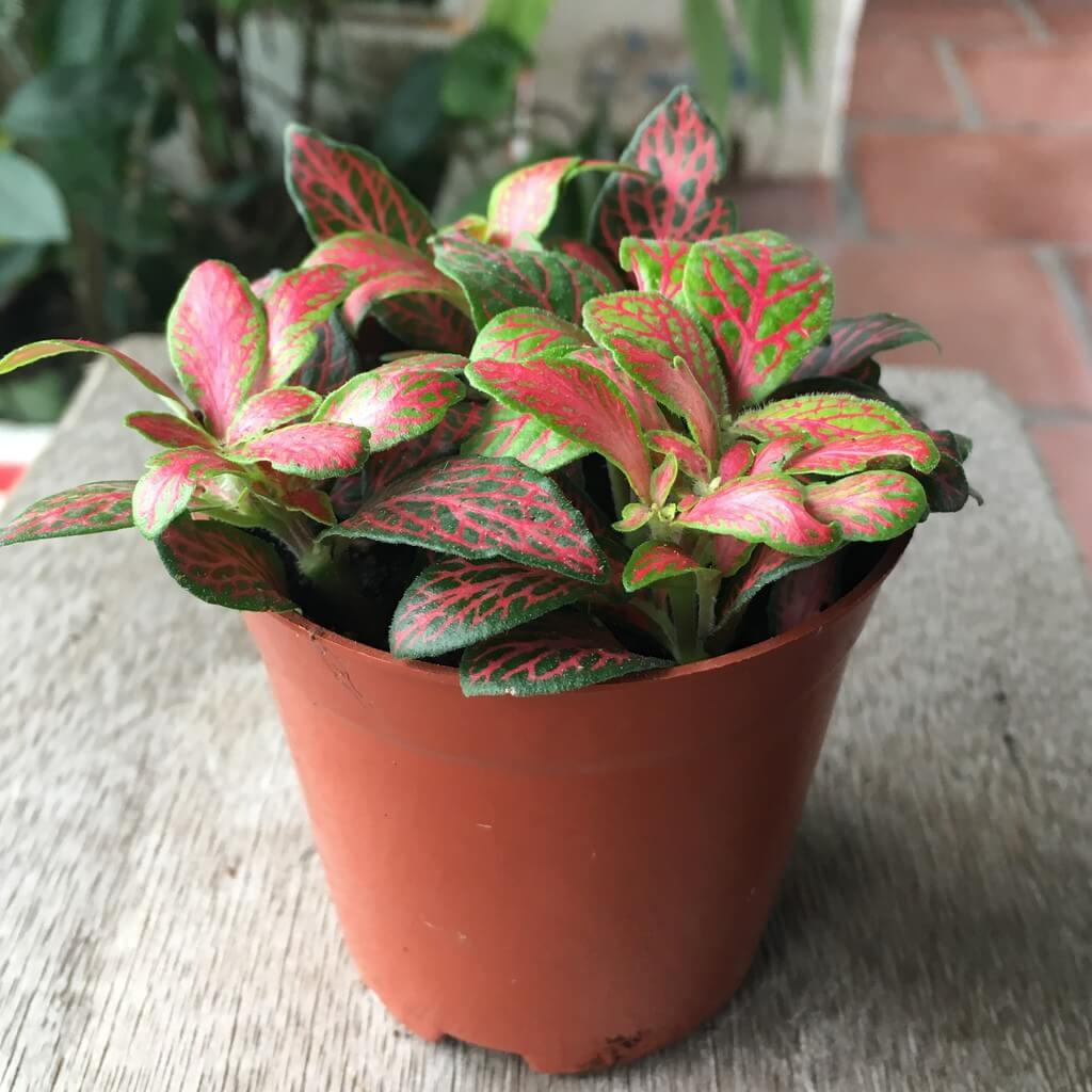 Gợi ý 5 cây phong thủy hợp với gia chủ mệnh Hỏa