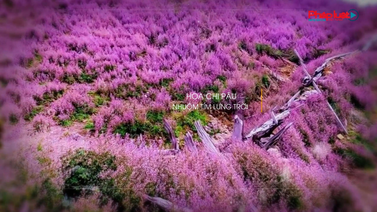 Phát động Giải leo núi "Bước chân trên mây" – Chinh phục đỉnh Tà Chì Nhù Trạm Tấu