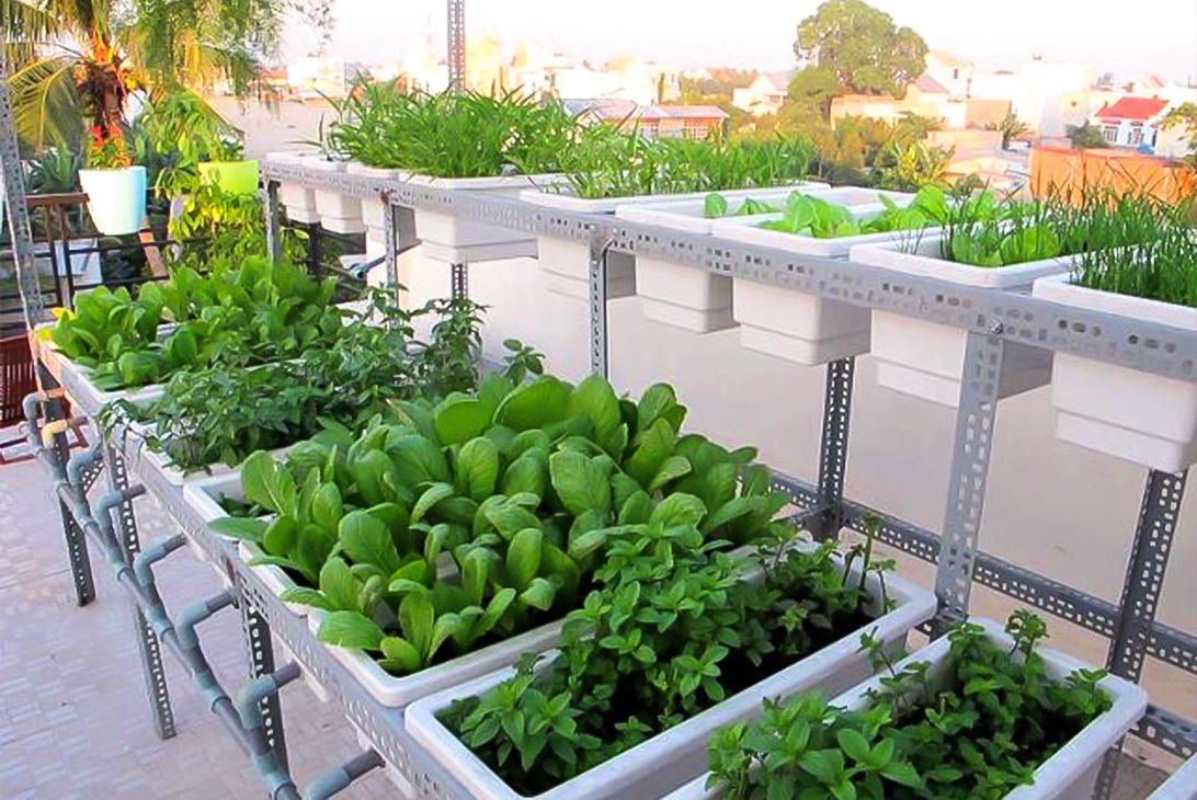 Gợi ý một số xu hướng thiết kế không gian xanh cho nhà phố