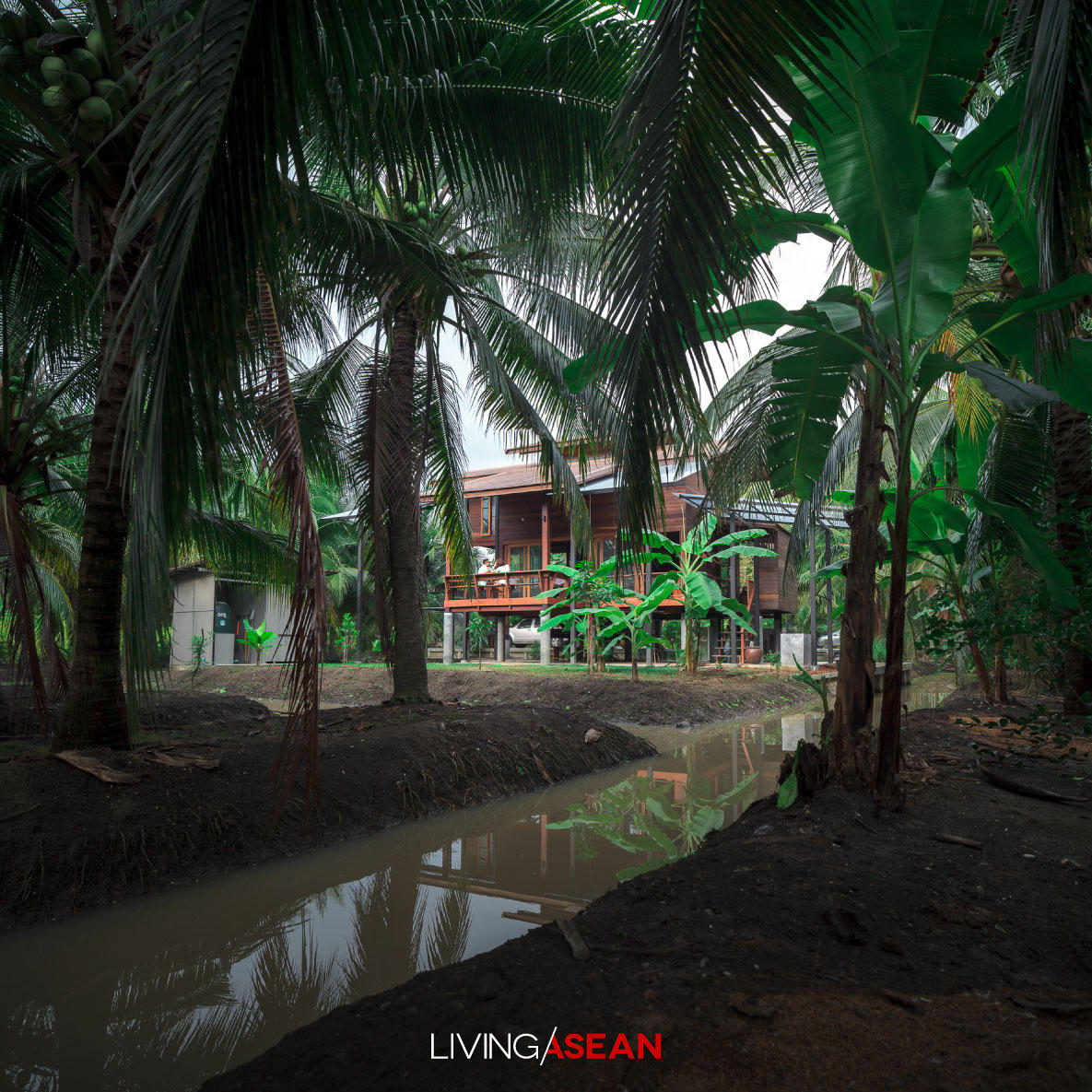 Mát mắt nhà sàn giữa vườn dừa bất chấp thời tiết khắc nghiệt