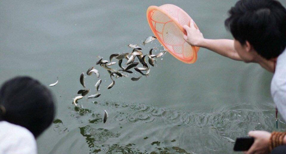 Phóng sinh sao cho đúng?