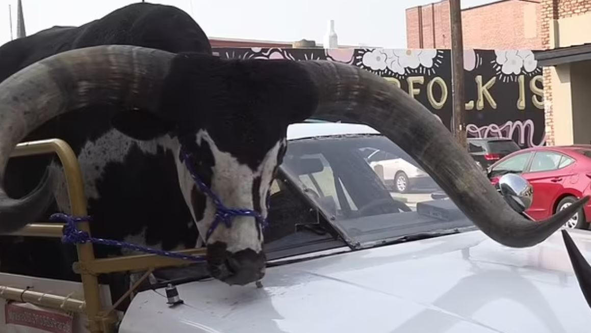 Độc lạ chiếc ô tô chở một con bò khổng lồ trên cao tốc nước Mỹ