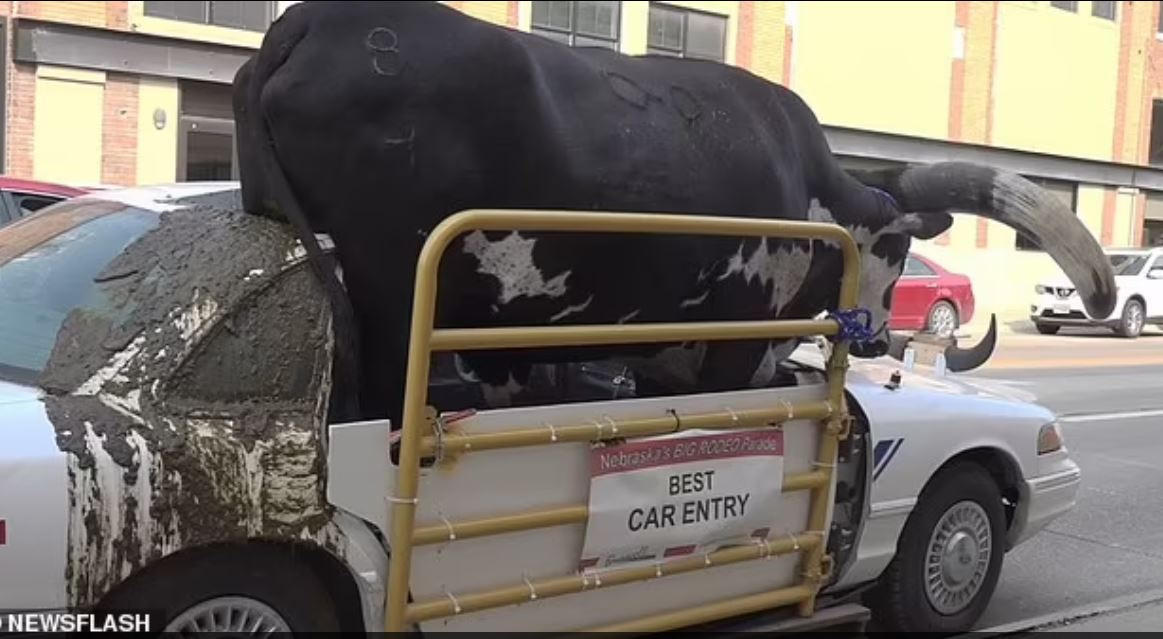 Độc lạ chiếc ô tô chở một con bò khổng lồ trên cao tốc nước Mỹ