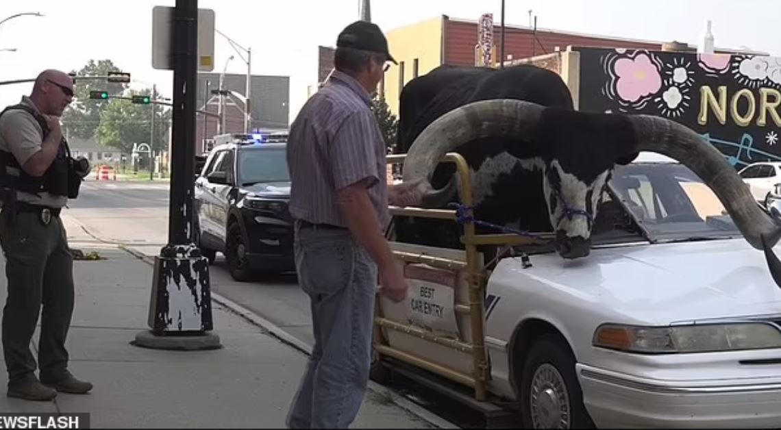 Độc lạ chiếc ô tô chở một con bò khổng lồ trên cao tốc nước Mỹ