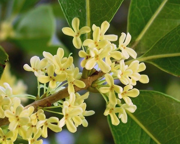 Trồng cây mộc hương trước nhà sao cho đúng? 