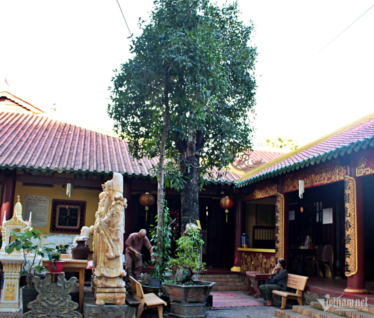 Phụng Sơn – Ngôi chùa sở hữu loài cây quý hiếm bậc nhất 