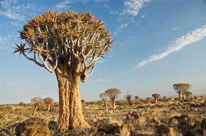 Độc lạ rừng cây lộn ngược ở Namibia 