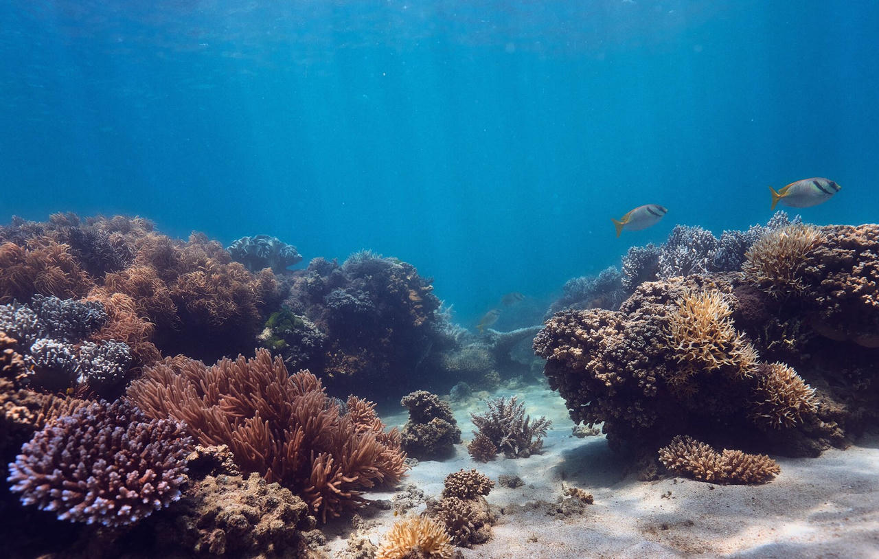 Khám phá hòn đảo riêng của tỷ phú Chris Morris với giá thuê biệt thự gần 500 triệu/đêm 