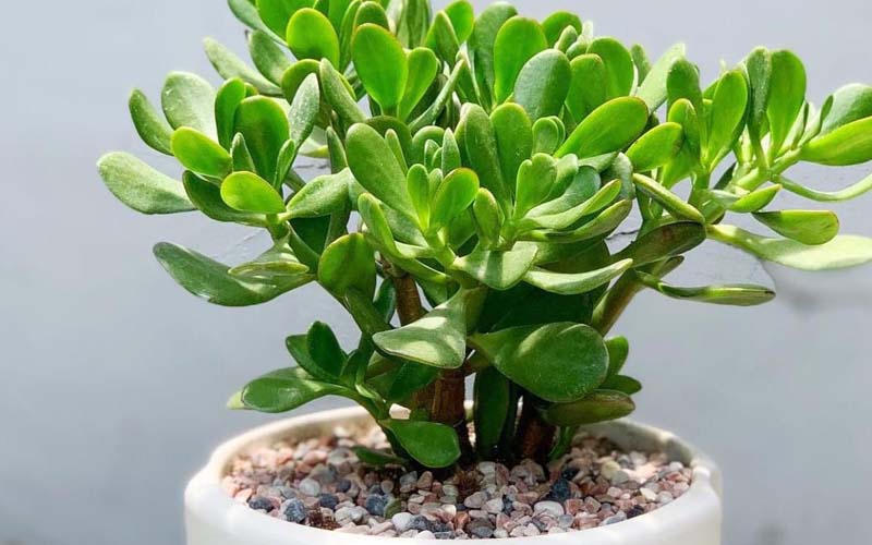 Chọn cây phong thuỷ hợp mệnh để thu hút tài lộc đón năm mới