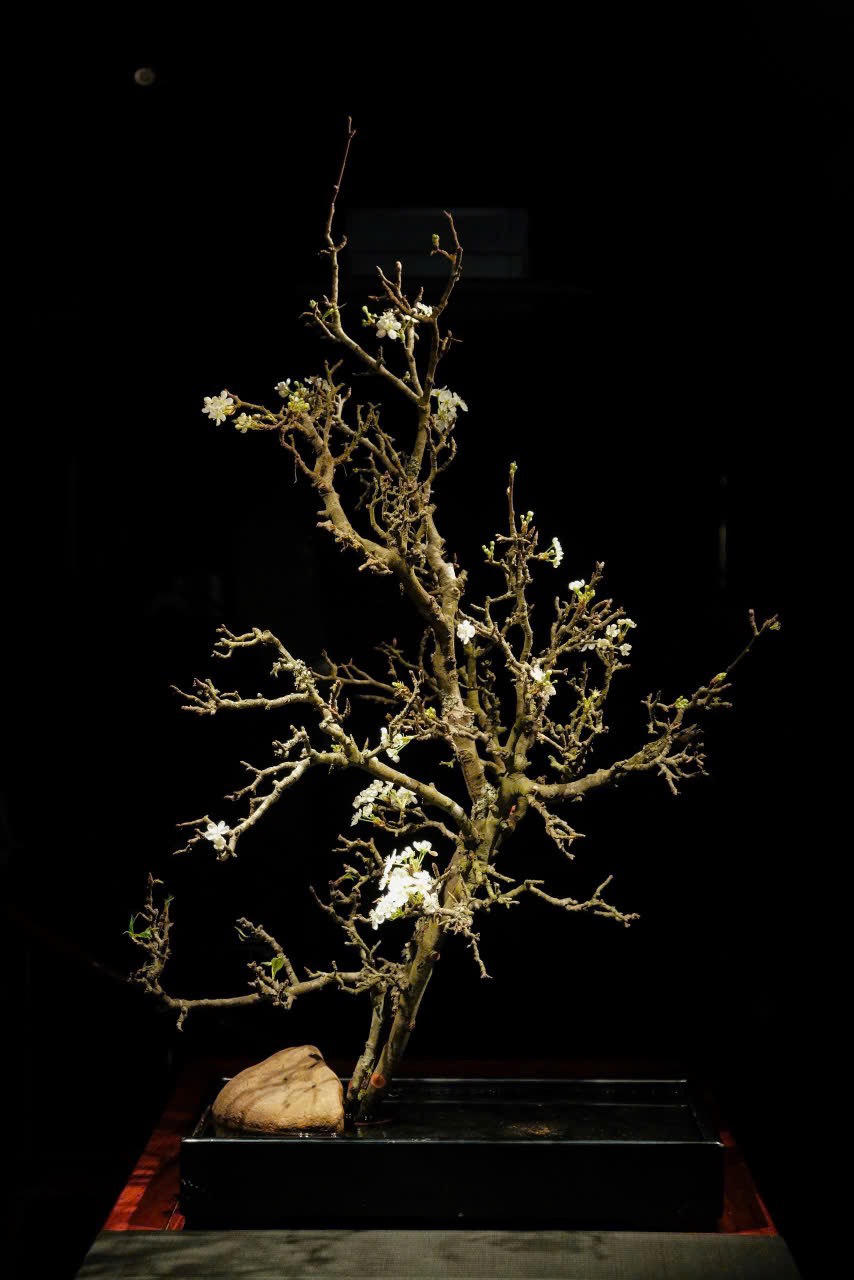 Triển lãm “Nhất Hoa Nhất Khí" - lắng nghe và đồng điệu với thiên nhiên