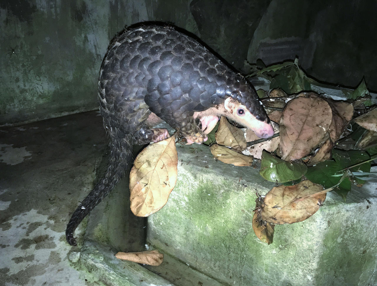 Cứu hộ thành công hai cá thể tê tê vàng 