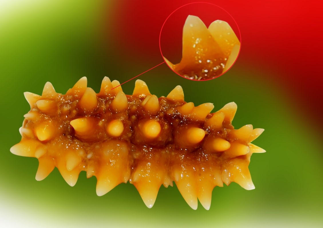 Hải Sâm: "đắt  xắt ra miếng" 