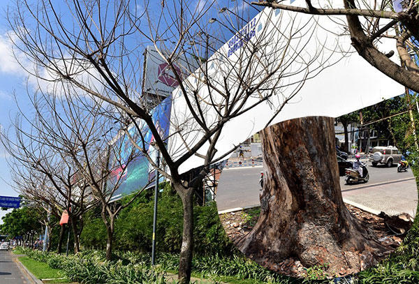 Tp Hồ Chí Minh: Nghi án đầu độc cây xanh thành phố