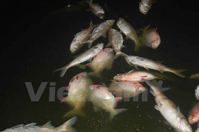 Hồ Linh Đàm: kinh hoành cảnh cá chết dạt bờ cả cây số 