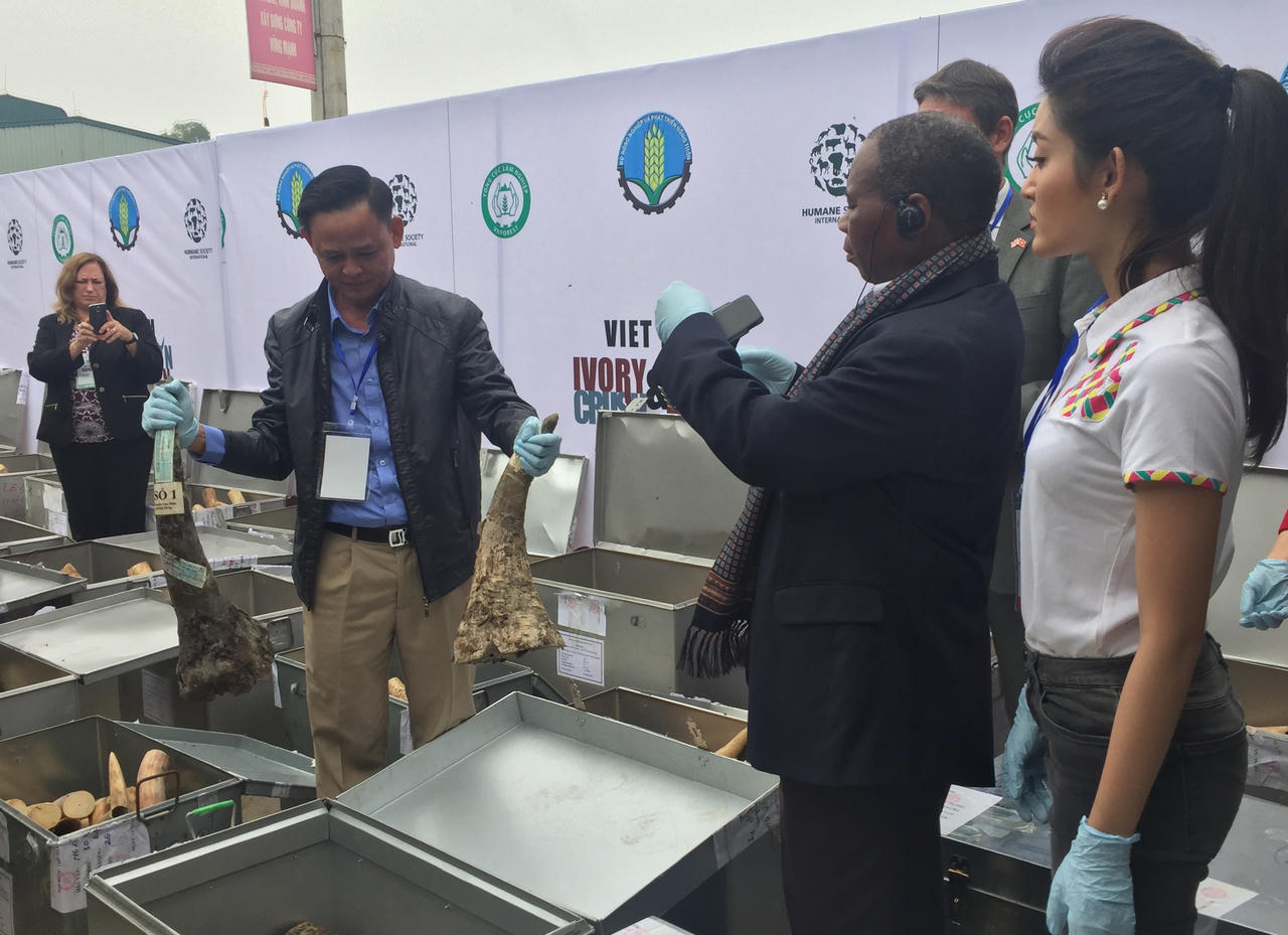 Hàng tấn ngà voi bị nghiền thành bột trước khi đem tiêu huỷ 