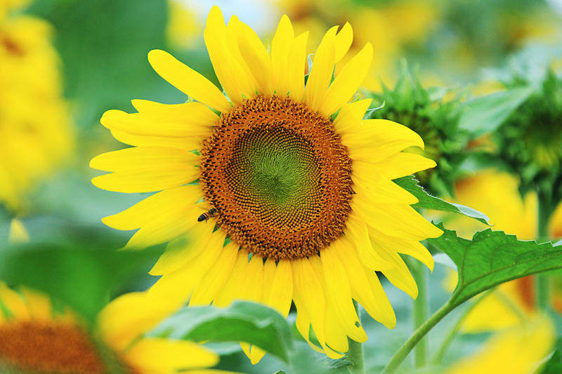 Tầm nhìn của hướng dương