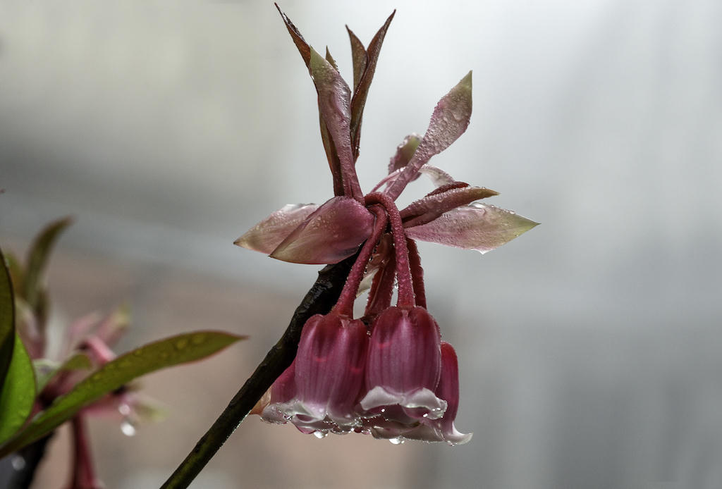 Carnival Tết Đinh Dậu sôi động chưa từng có tại Bà Nà Hills