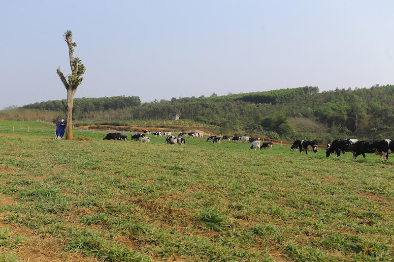 Trang trại TH: Đơn vị đầu tiên, tiên phong triển khai làm sữa hữu cơ