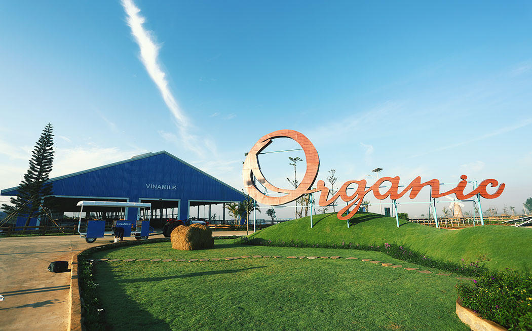 Ấn tượng trang trại bò sữa Organic đầu tiên tại Việt Nam