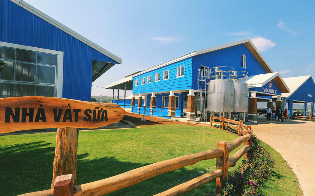 Ấn tượng trang trại bò sữa Organic đầu tiên tại Việt Nam