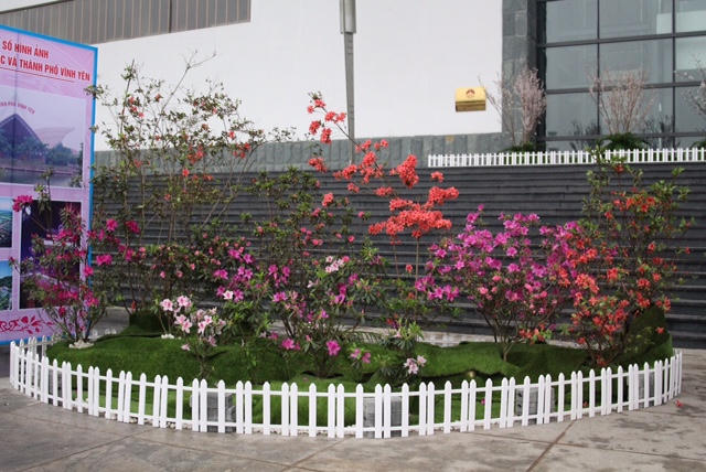 Người dân Vĩnh Phúc “say mê” lễ hội hoa Anh đào