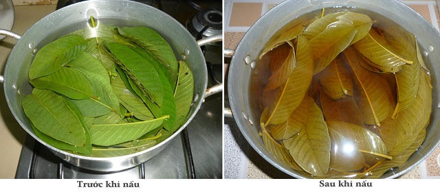 Bài thuốc trị hôi miệng, hôi nách từ lá ổi