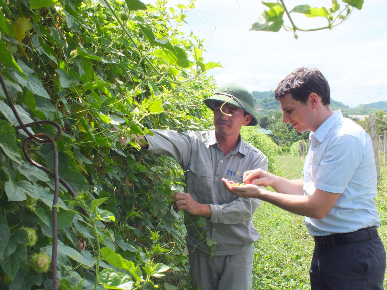 Sản phẩm nguồn gốc thảo dược: Sự chuyển hướng trong ngành đồ uống