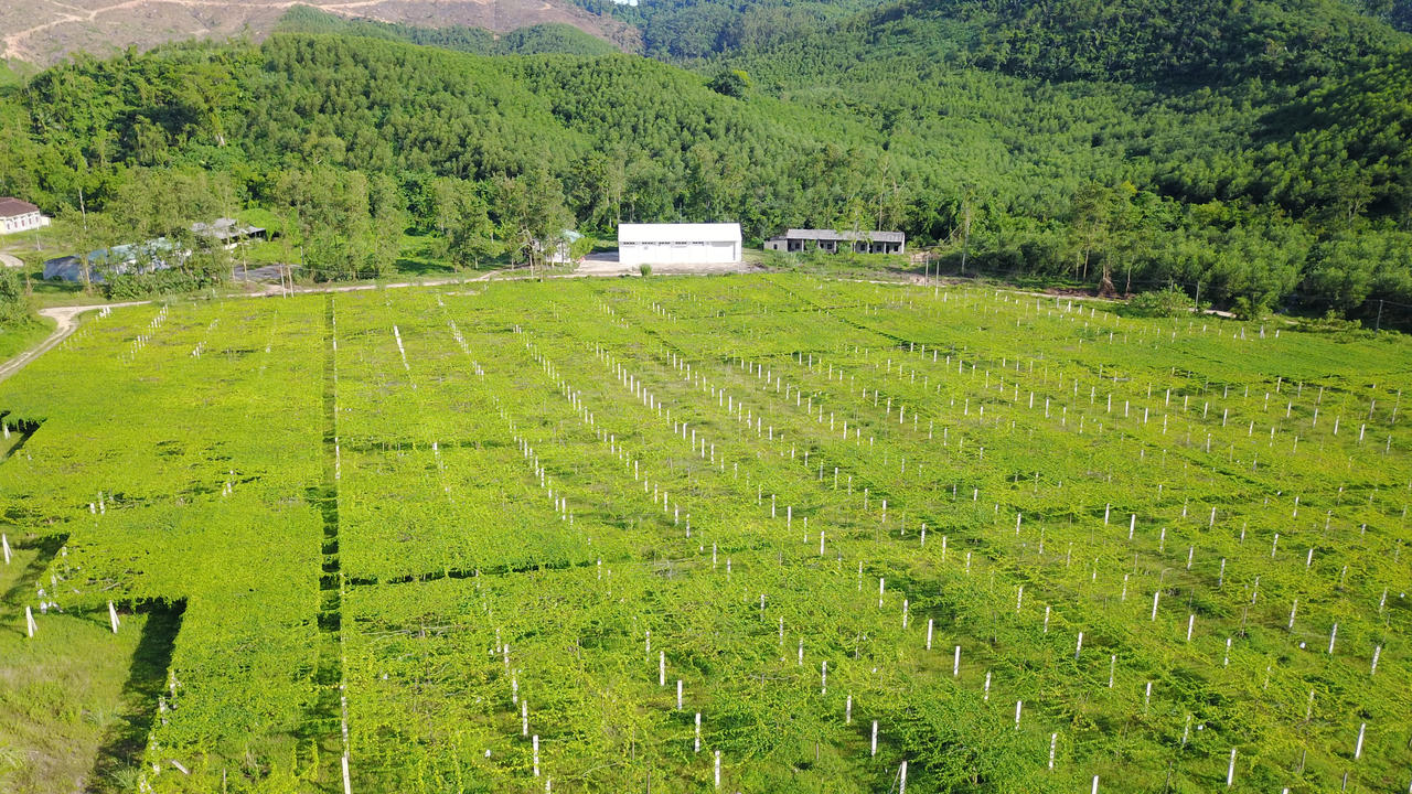 Sản phẩm nguồn gốc thảo dược: Sự chuyển hướng trong ngành đồ uống