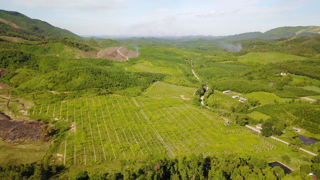 Sự khác biệt của thức uống thảo dược TH true Herbal lôi cuốn người dùng