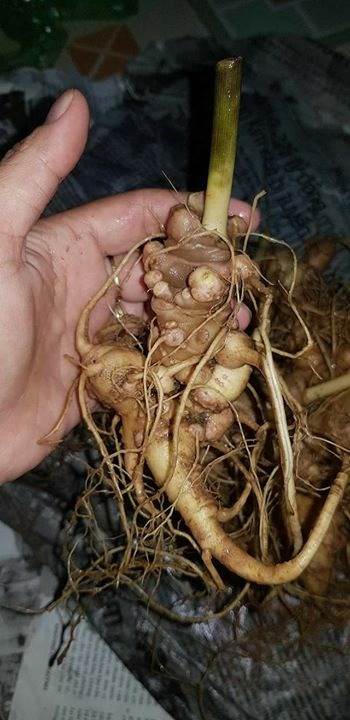 Quảng Nam: Sâm được bán tại hội chợ, cam kết là sâm thật