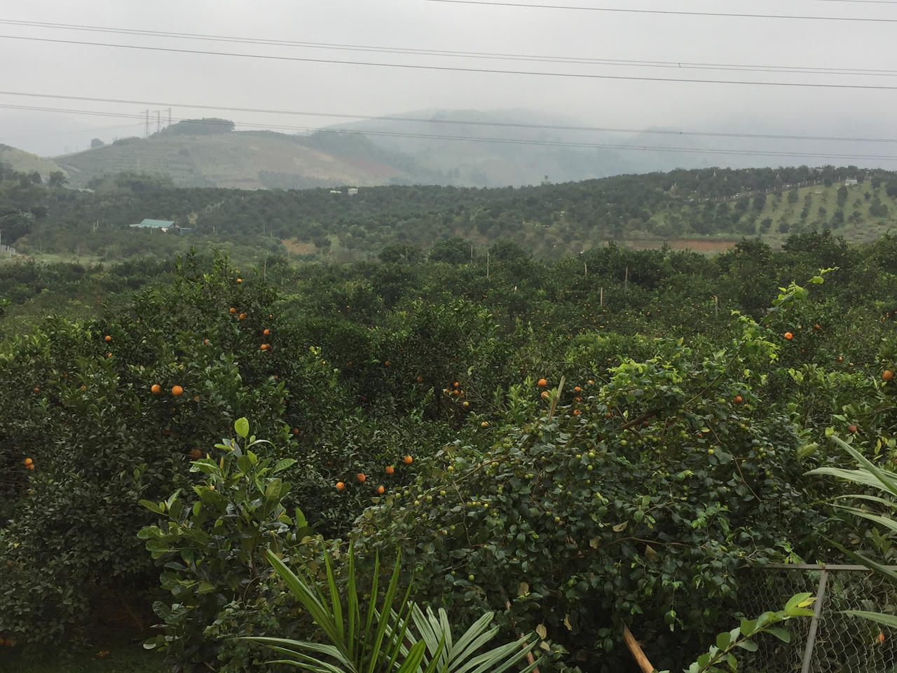 Thương hiệu cam Cao Phong tạo nên giá ổn định cho thị trường