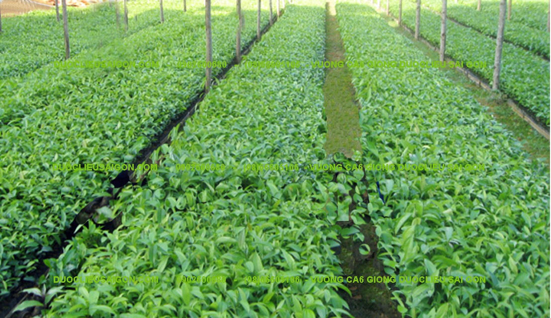 Thực hư cây dược liệu quý chữa khỏi ung thư?