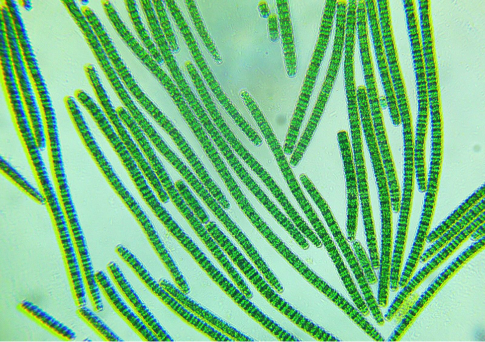 Kết hợp Chùm ngây và Vi tảo Spirulina: Bước đột phá giúp hỗ trợ tiêu hóa – tăng cân tự nhiên cho trẻ em