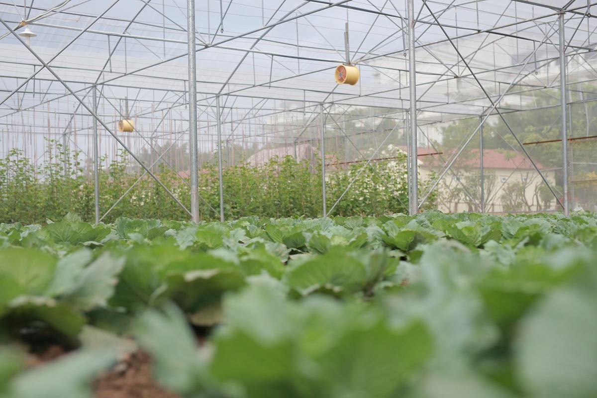 Đắm mình trong thiên đường xanh trong veo tại FLC Vĩnh Phúc