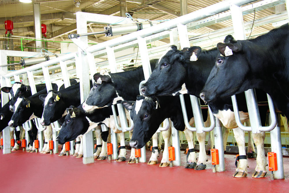 Ra mắt TH true ICE CREAM, tập đoàn TH tiên phong trong xu hướng kem làm từ  sữa tươi nguyên chất và nguyên liệu tự nhiên