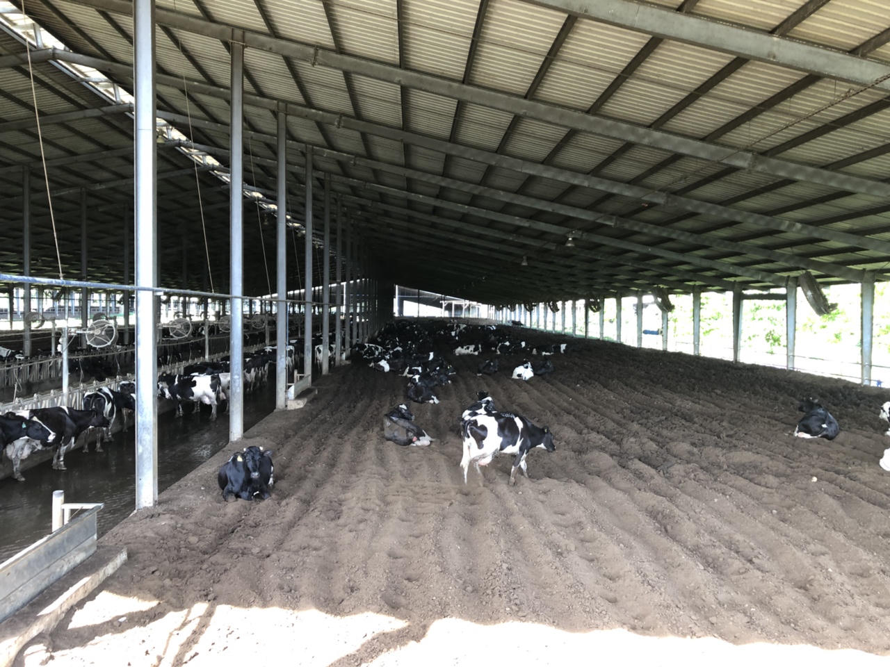 Thành tựu mới của Tập đoàn TH True Milk: Sữa A2, thêm một mùa hoa trên đồng đất Việt !