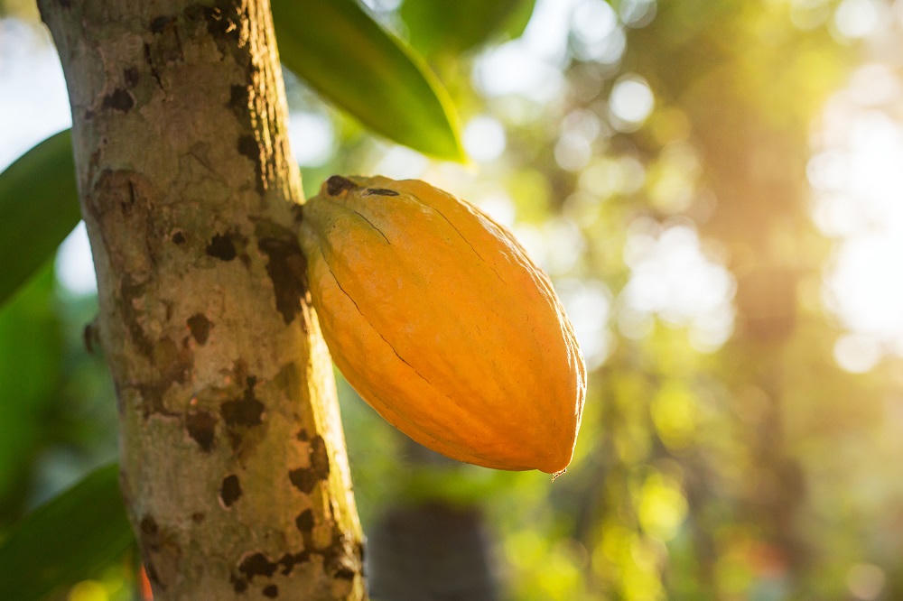 Đánh thức khẩu vị tinh tế của người Việt với TH true ICE CREAM