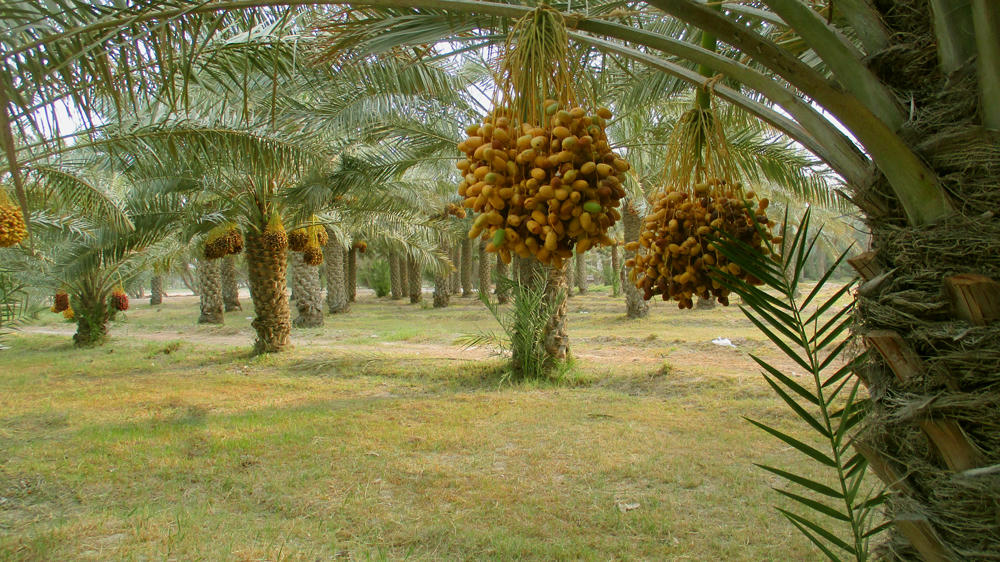 Tập đoàn TH tiếp tục ra mắt loại sữa hạt từ “siêu thực phẩm” hạnh nhân