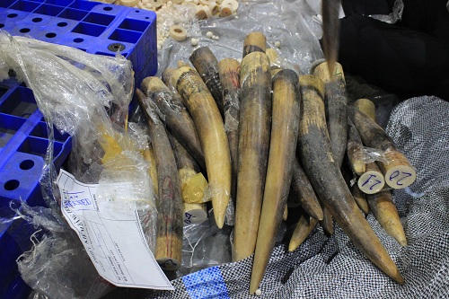 Hải quan thu giữ gần 1 tấn ngà voi, vảy tê tê vận chuyển qua đường hàng không