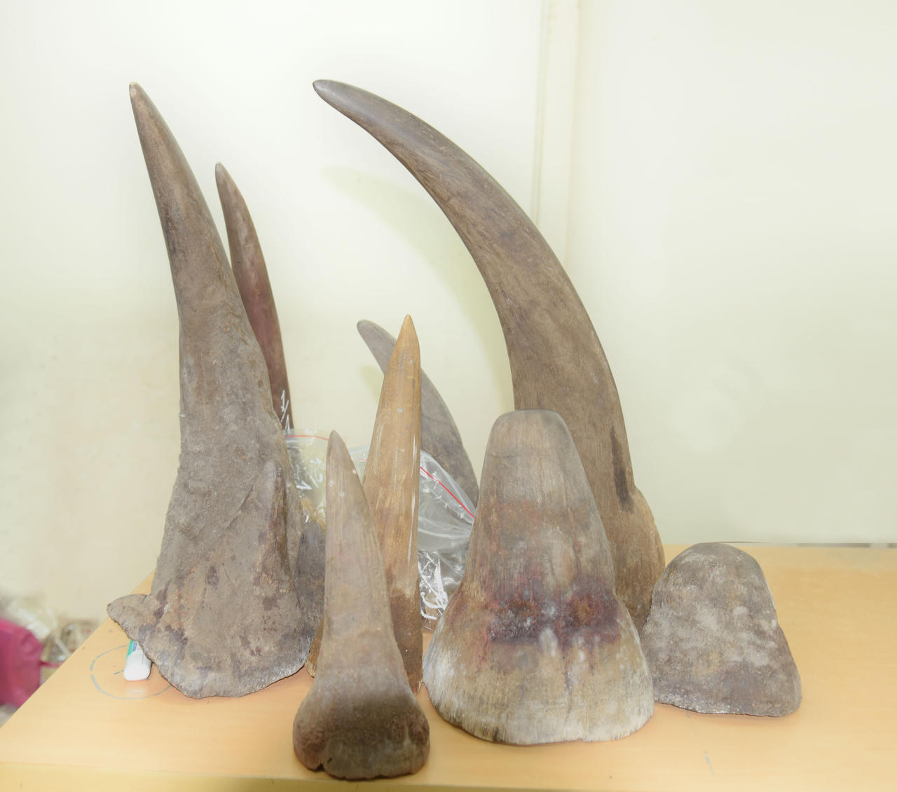 Hải quan lại phát hiện 13 sừng tê giác vận chuyển qua đường hàng không