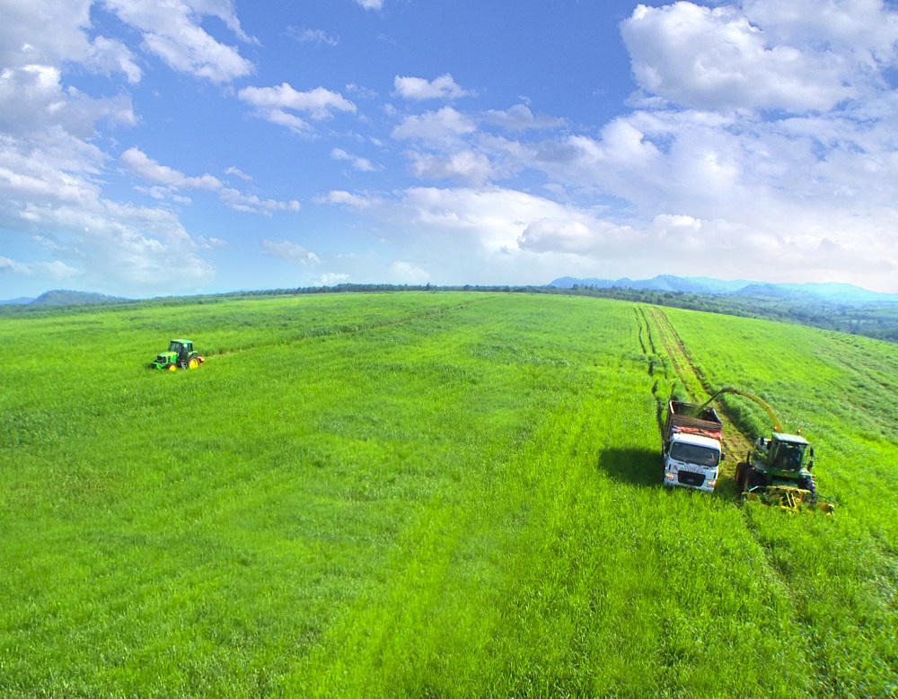 Vì sao TH nhập khẩu đàn bò Mỹ quy mô lớn?