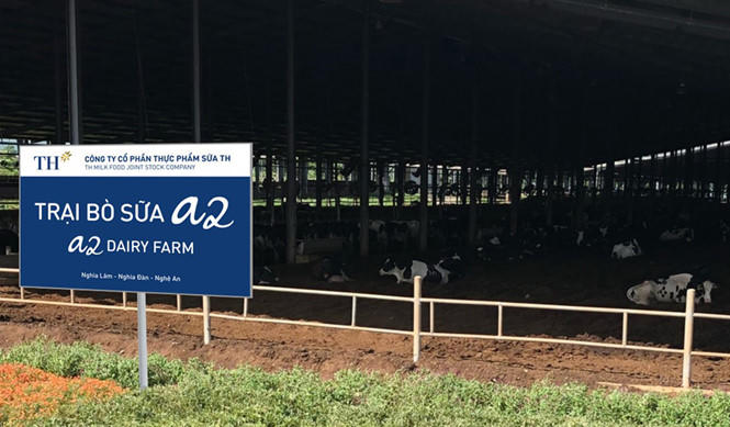 TH true MILK tiên phong nhân giống đàn bò theo phương pháp chọn lọc tự nhiên để sản xuất sữa A2